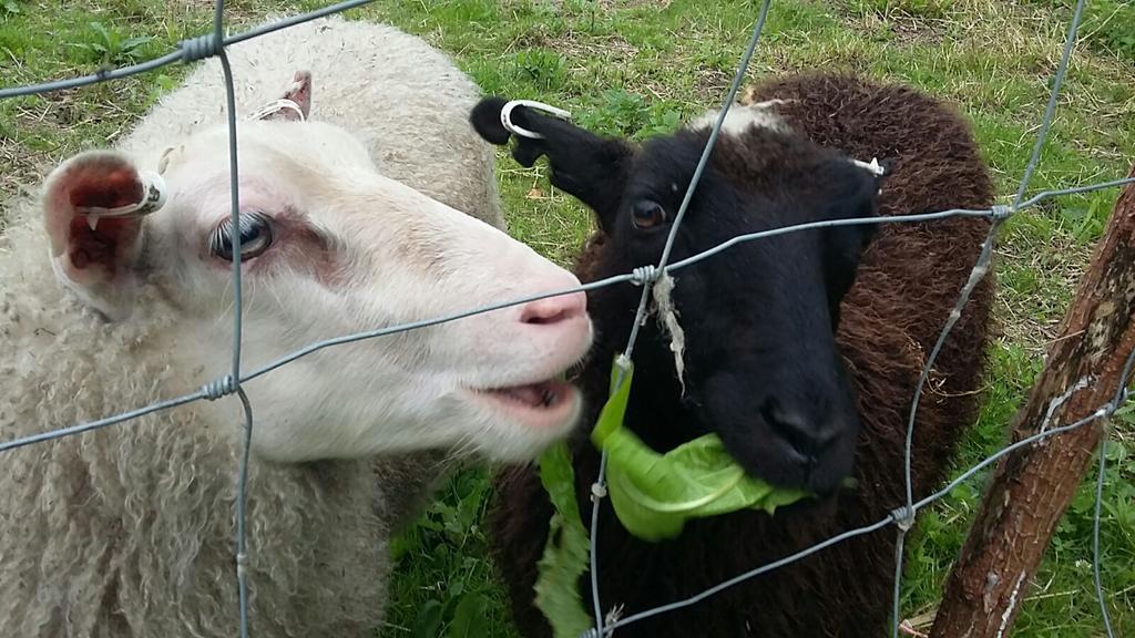 Lomatila Ollila Farm Stay Kerimäki Zewnętrze zdjęcie